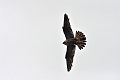 15 06 13_3751_edited-2